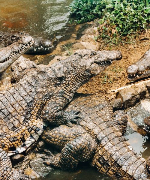 Crocodile Park on the island of Mauritius. La Vanilla Nature Park.Crocodiles